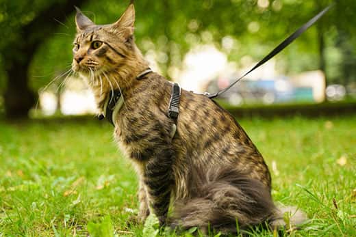 Comment Mettre Un Harnais Pour Chat Comment Mettre Un Harnais Pour Chat